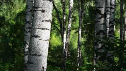 summer in sunny birch forest