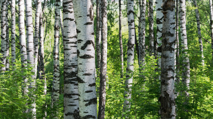 Fototapeta premium lato w słonecznym lesie brzozowym