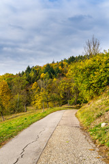 Fototapeta na wymiar Road to pretty colorful autumn forest nature landscape
