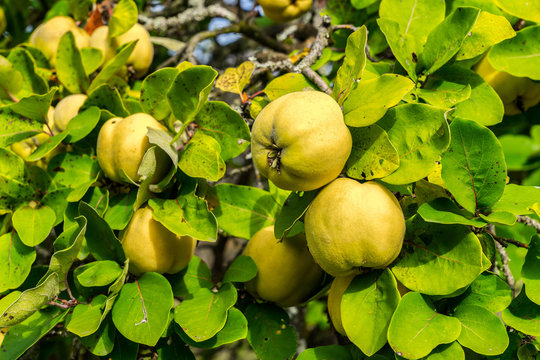 Quitten Bilder – Durchsuchen 44,234 Archivfotos, Vektorgrafiken und ...