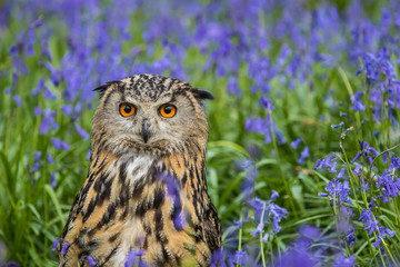 Eagle Owl (Bubo bubo) or Horned Owl in Bluebells