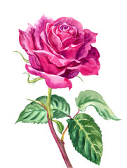 Fototapeta premium Crimson rose, watercolor painting on white background, isolated with clipping path.