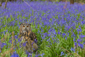 Eagle Owl (Bubo bubo) or Horned Owl in Bluebells