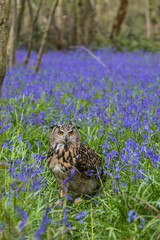 Eagle Owl (Bubo bubo) or Horned Owl in Bluebells