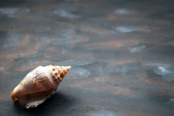 Shells on colorful background. Travel and vacation concept.