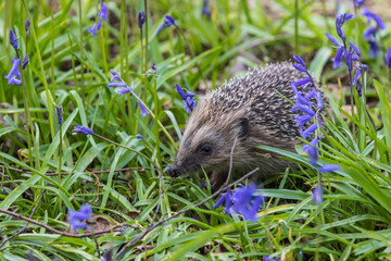 Hedgehog ( Erinaceidae ) in a Carpet of Bluebells