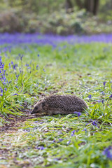 Hedgehog ( Erinaceidae ) in a Carpet of Bluebells