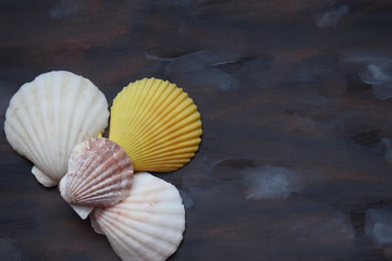 Shells on colorful background. Travel and vacation concept.