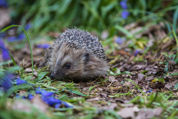 Hedgehog ( Erinaceidae ) in a Carpet of Bluebells