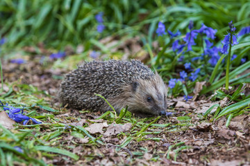 Hedgehog ( Erinaceidae ) in a Carpet of Bluebells