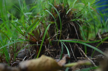 Nature