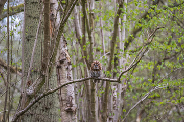 Tawny Owl on a Branch