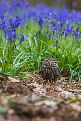 Little Owl in Bluebells