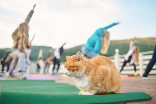 Peaceful cat sitting on yoga mat during fitness class.