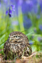 Little Owl in Bluebells