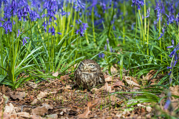 Little Owl in Bluebells