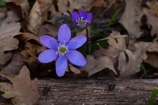 fioritura di epatica (Hepatica nobilis), primo piano tra le foglie sul terreno