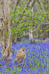 Tawny Owl in the Bluebells