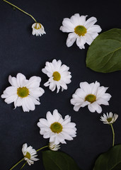 Obraz premium randomly arranged white daisies on a dark background