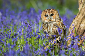 Tawny Owl in the Bluebells