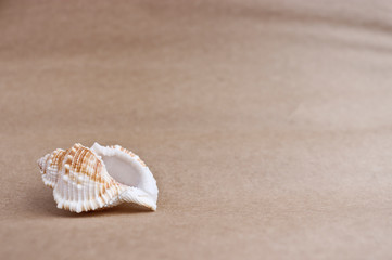 Fototapeta na wymiar Beautiful seashell on the background of rough brown paper. Ready frame for design, postcards, banner.
