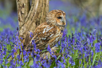 Tawny Owl in the Bluebells