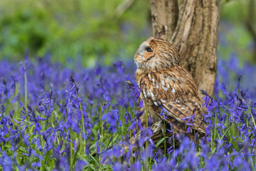 Tawny Owl in the Bluebells