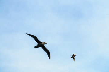 A Southern Giant Petrel in Flight