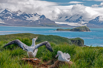 Wandering Albatross Couple on it's Nest
