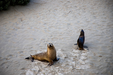 Kangaroo Island, Southern Australia