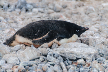 Fototapeta premium Adelie Penguins on Paulet Island