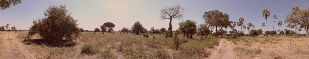 Fototapeta na wymiar Panorama on safari in Tanzania