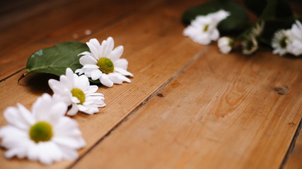 Fototapeta na wymiar white daisies on wooden background