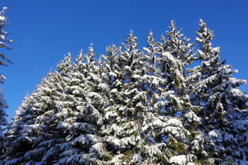 Snow covered spruce trees and blue sky