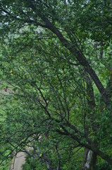 Obraz premium tree in forest