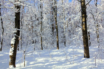 Fairy winter forest. Trees in the snow. Sunny frosty day. White winter background.