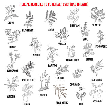 Best medicinal herbs to cure halitosis