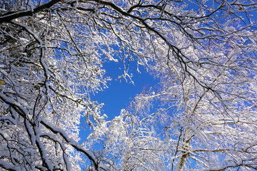 Obraz premium Winter snow branches of tree on a blue sky background
