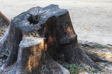 axe in log
