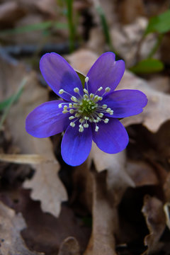 fiore di epatica (Hepatica nobilis) ,ritratto