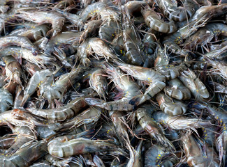 Raw shrimp at the seafood market.