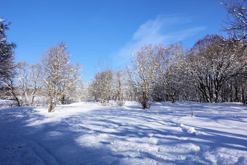 Winter landscape in the forest. Sunny frosty day. Blue sky without clouds and a carpet of snow on the ground and in the trees