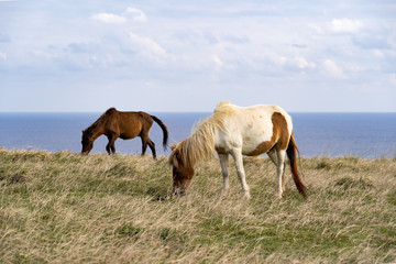 与那国島・与那国馬