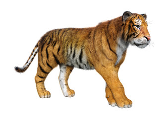 Fototapeta na wymiar 3D Rendering Big Cat Tiger on White