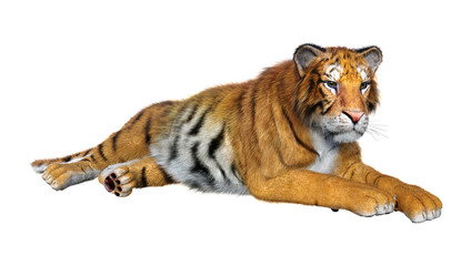 3D Rendering Big Cat Tiger on White