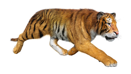 3D Rendering Big Cat Tiger on White