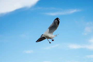 Bangpu bird