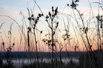 Obraz premium Dry grass in the field at dawn. Silhouette of plants against the background of dawn in summer. Plants on a field in the fog dawn morning