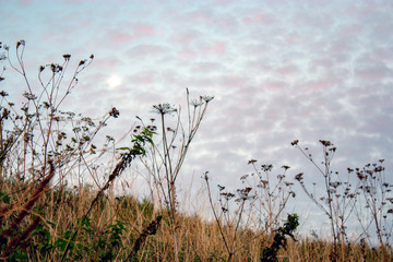 Sunny morning in the meadow in summer, the grass is beautifully lit by the morning light, close-up against the blue sky