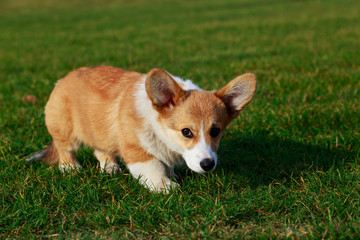 Dog breed Welsh Corgi Pembroke